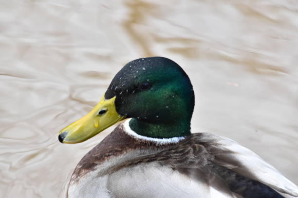 istock A glamorous duck gliding across the lake 1372223040