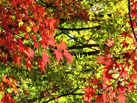 November. Red maple tree in nice sunny day.