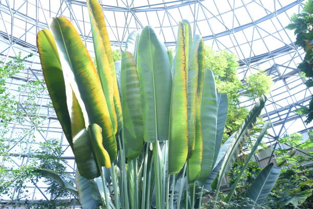 istock Traveler's palm (Ravenala madagascariensis). 1372223867