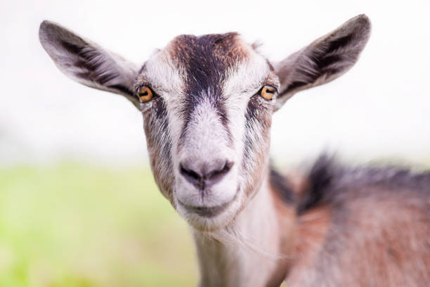 Brown gray goat. Goat against the background of the sky and the field on a sunny day. stock photo