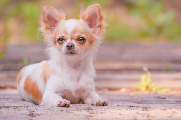 Dog long-haired mini chihuahua white in red spots. Animal. stock photo