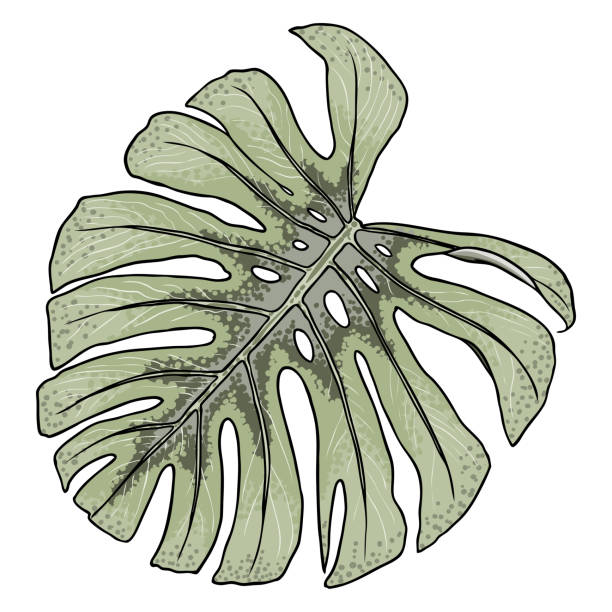 ilustrações, clipart, desenhos animados e ícones de folha verde de monstera ou planta de queijo suíço, planta de jardim de folhagens de floresta tropical exuberante. flores exóticas verdes da natureza floral. vetor. - cheese plant philodendron rainforest leaf vein