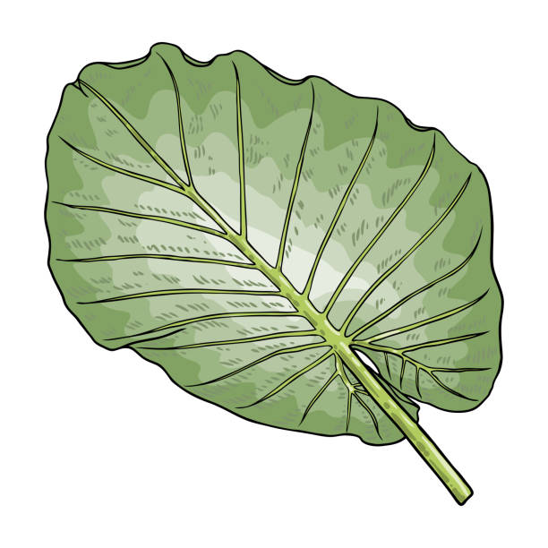 ilustrações de stock, clip art, desenhos animados e ícones de green leaf of elephant ear or giant taro, alocasia odora species, tropical rainforest foliage garden plant lush. floral nature green exotic leaves. vector. - rainforest cheese plant philodendron leaf vein