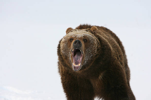 istock Grizzley Bear growling 137222645