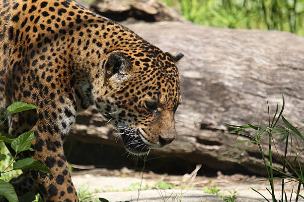 istock South American Jaguar 137222650