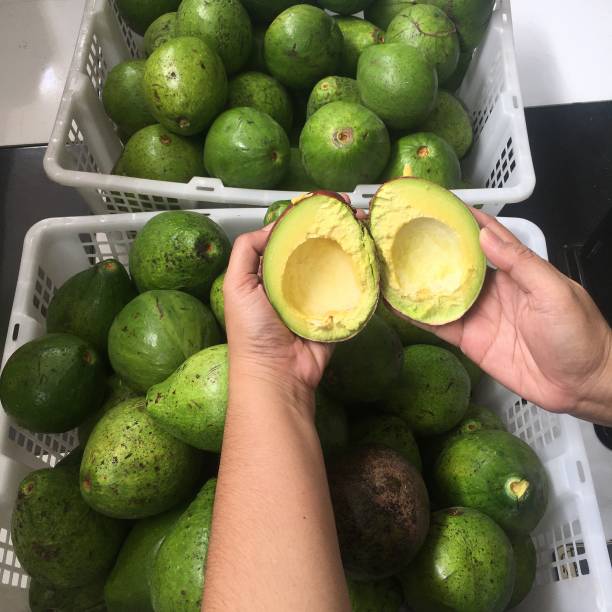 istock Avocado flesh opened wide hold by hand 1372228566