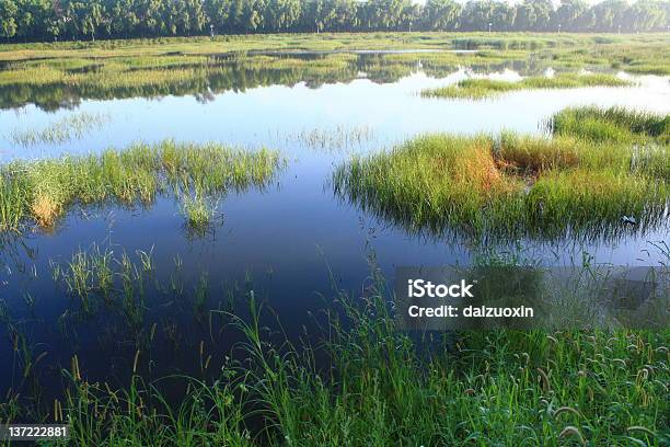 Mokradło - zdjęcia stockowe i więcej obrazów Bagno - Bagno, Bez ludzi, Brzeg rzeki