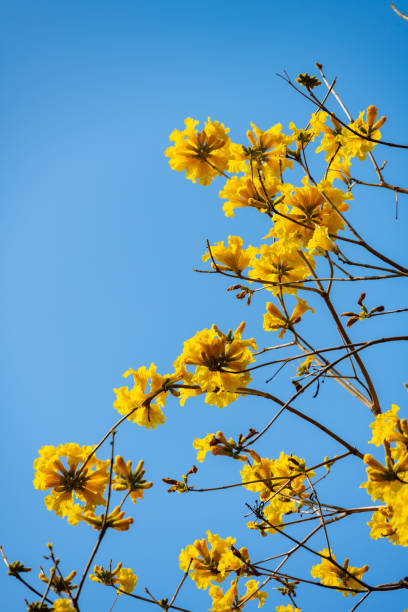 blooming Guayacan or Handroanthus chrysanthus or Golden Bell Tree vertical composition stock photo