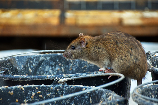 big gray rat on a bucket of food waste. High quality photo