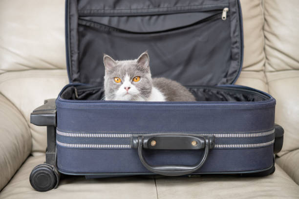 istock a cat in a luggage 1372233637