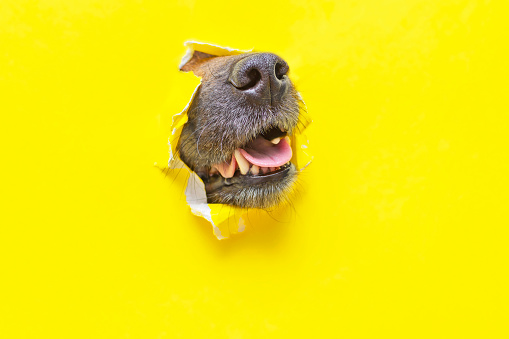 the dog nose sticks out of a hole in a torn yellow background. High quality photo
