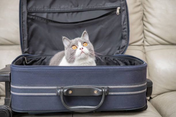 a cat in a luggage stock photo