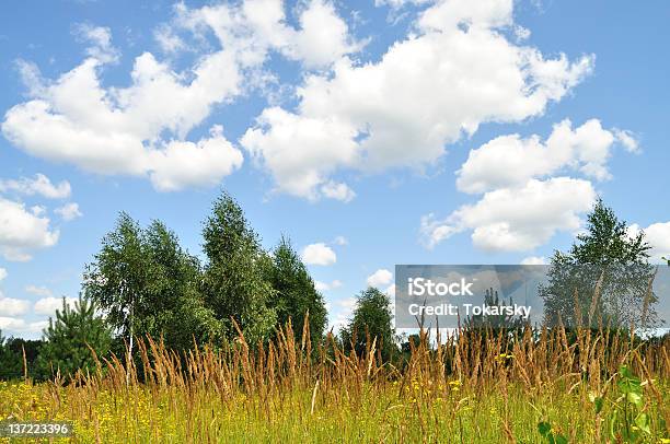 夏の風景 - カバノキのストックフォトや画像を多数ご用意 - カバノキ, ポーランド, マゾフシェ県