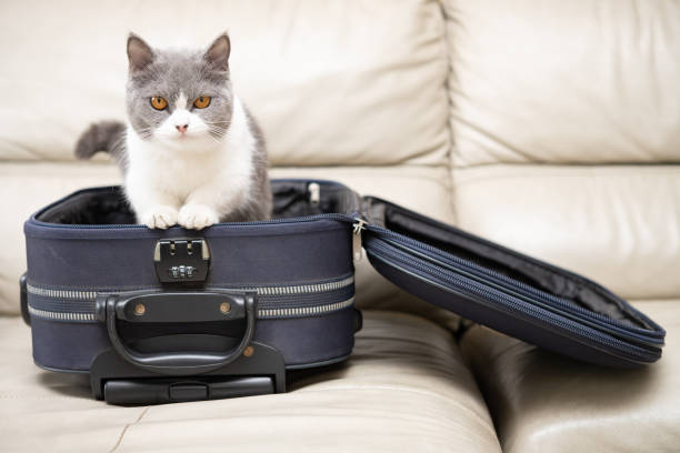 a cat in a luggage