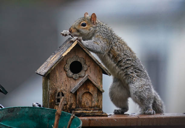 istock A garden Squirrel climbs onto a birdhouse 1372236283