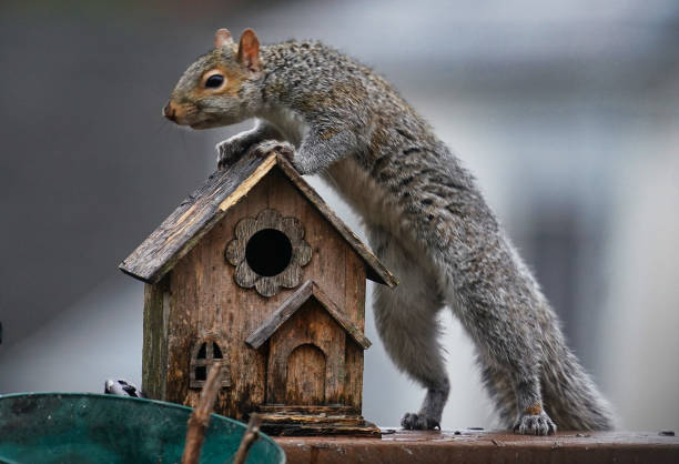 istock A garden Squirrel climbs onto a birdhouse 1372236298