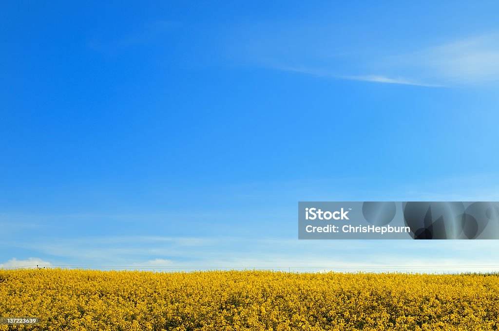 Oilseed Rape Oilseed rape field under a bright blue clear sky. XL image size. Agricultural Field Stock Photo