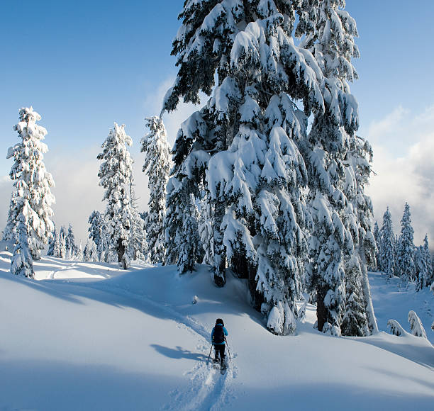 Snowshoer walking towards big snow covered trees