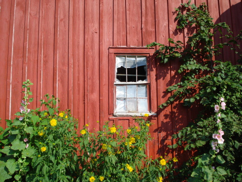 An old decaying barn in Watertown, New York. Beautiful yellow and purple flowers are blooming around it.