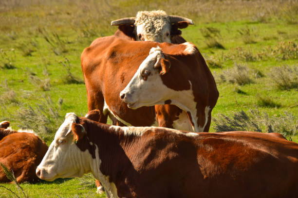 istock Beef cattle in pasture in North Dakota. 1372238329