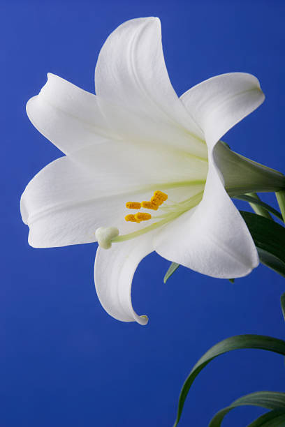 Easter Lily Closeup stock photo