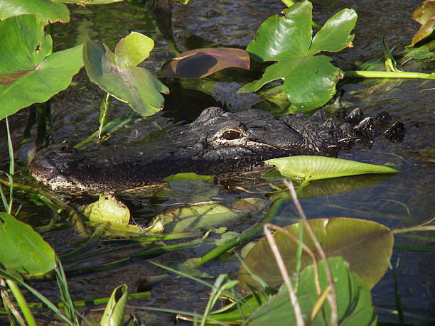 Hidden alligator stock photo