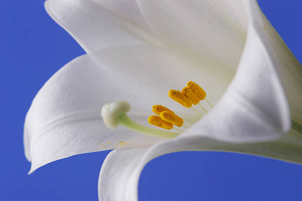 Easter Lily Closeup stock photo