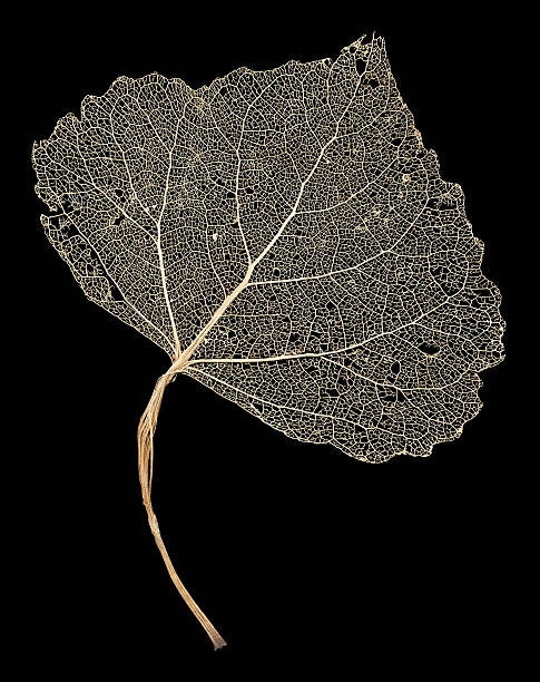 Leaf Skeleton Network stock photo