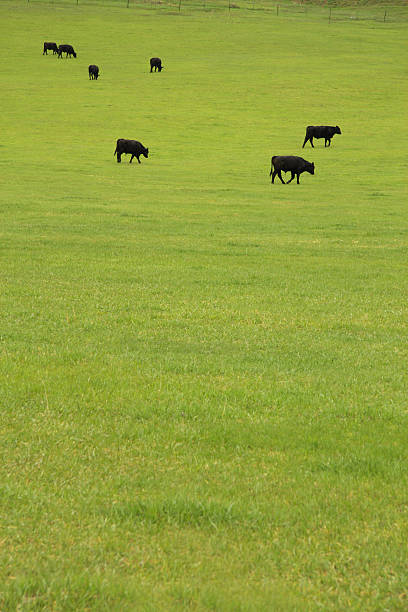 Beef Cattle in Pasture stock photo