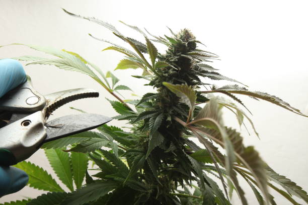 istock medical marijuana growing cannabis plants 1372242141