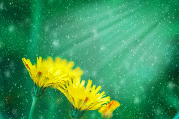 Fluffy dandelion flower against the background of the summer landscape.