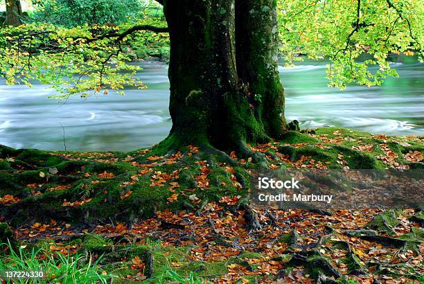 Albero E Radici - Fotografie stock e altre immagini di Acqua - Acqua, Acqua fluente, Albero