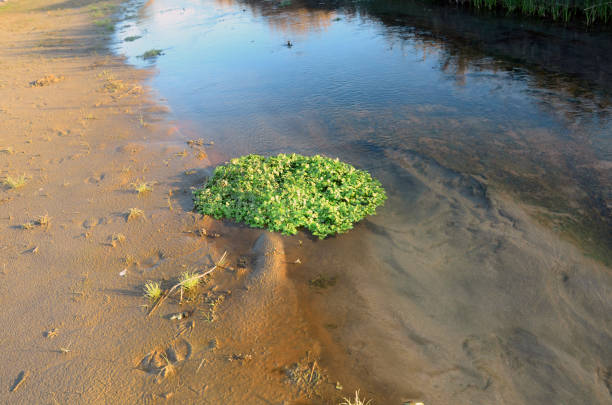 Group of Leafs on Shoreline of River Beas
