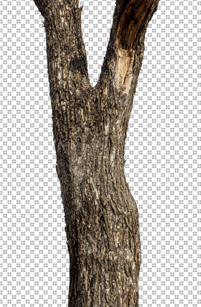 istock Trunk of a Tree Isolated On White Background 1372249643
