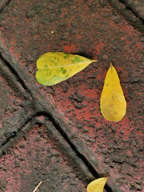 istock Yellow leaves that fall on the garden floor 1372253314