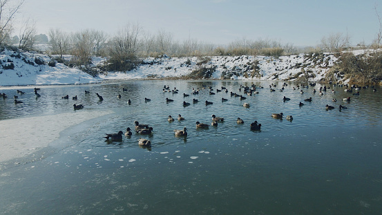 Male, female, mallards, drake and hens in a small pond in the heart of winter.