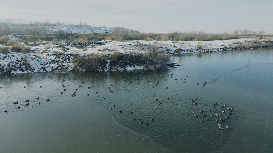 Frozen Winter Lake and Duck Variety, Redhead, Canvasback, Mallard, Mud Hen, Coot, Scaup, Goldeneye, Merganser Teal Waterfowl During Frozen Conditions Congregating in Open Water Scenery and Landscapes in the Western Colorado Outdoors  (Shot with DJI Mavic Air II photos professionally retouched - Lightroom / Photoshop) Matching 4K Video Available