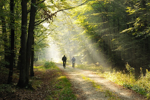 Morning in old beech forest.