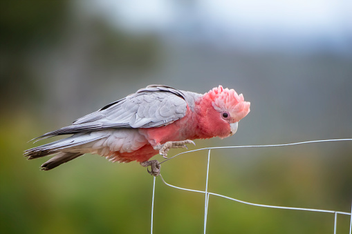 Young Australian galah perching on wire