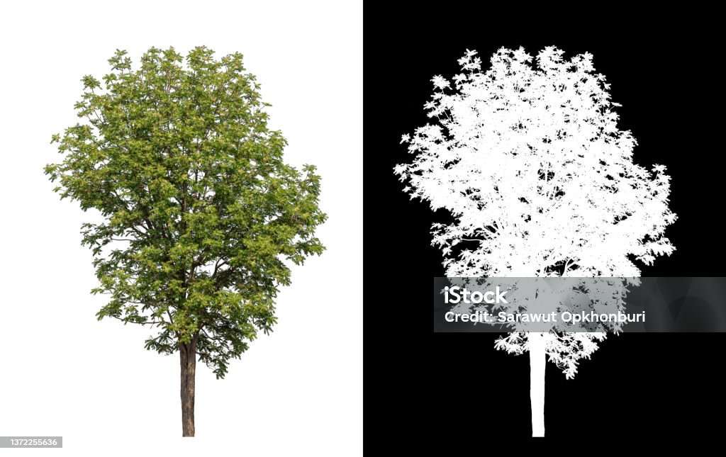 Tree on transparent picture background with clipping path, single tree with clipping path and alpha channel on black background B117 - COVID-19 Variant Stock Photo