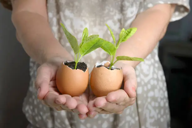 Photo of Close-up  of a green plant growing in an egg shell .Women holding eggshells with green seedlings