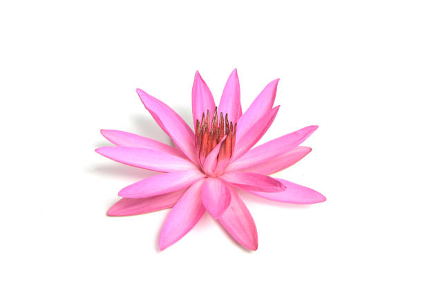 Beautiful blooming lotus flower isolated on white