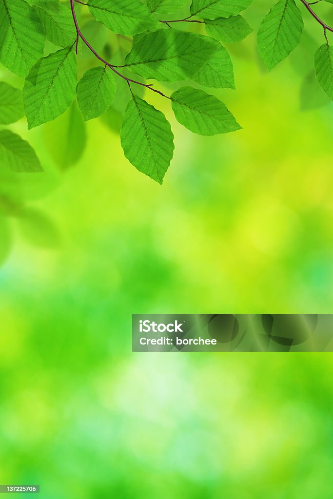 Folhas verdes frescas - Foto de stock de Amarelo royalty-free