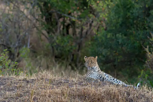 Photo of Leopard sitting on a grass mount late evening at Masai Mara,Africa