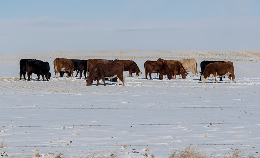 A small herd of beef cattle standing in a farm field during the winter season. Taken in Alberta, Canada