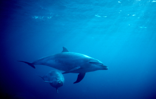 Mother and calf humpback whales migrating along the Australian coast