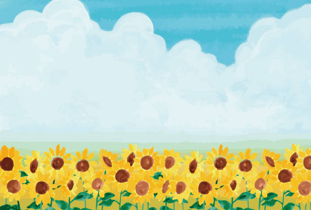 Watercolor illustration of summer landscape with sunflowers in full bloom Watercolor illustration of summer landscape with sunflowers in full bloom august stock illustrations