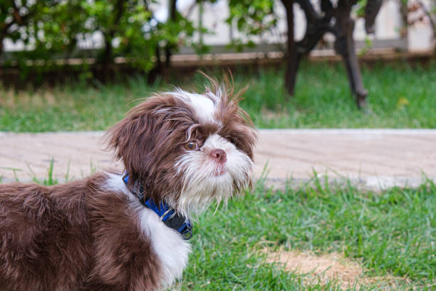 istock Shih tzu puppy looking forward and disheveled in the wind. 1372260888