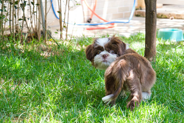 istock Shih tzu puppy on a lawn, on its back and looking back. 1372261727