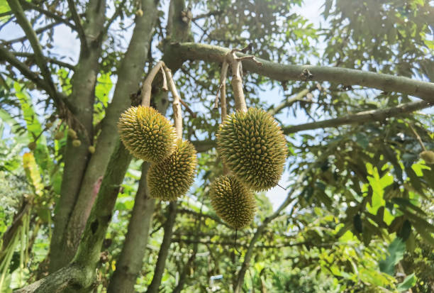 istock Close up of young durian fruit 1372264211